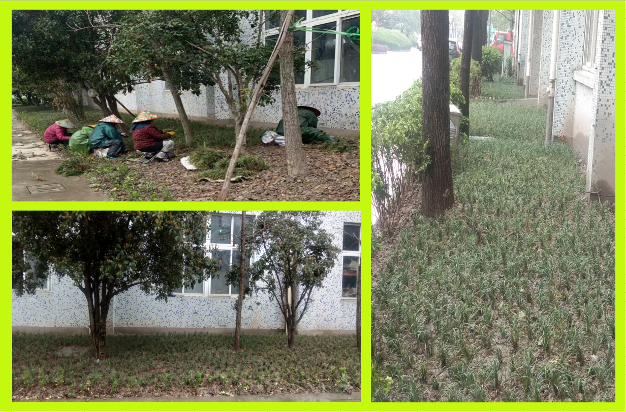 ݪֲ�̻���������������