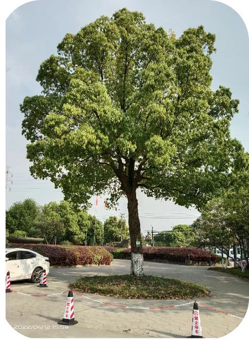 ����Ӫ�������������������Ρ�